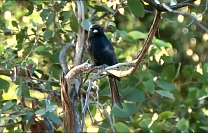bird