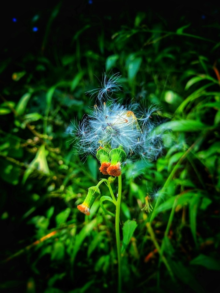 flower