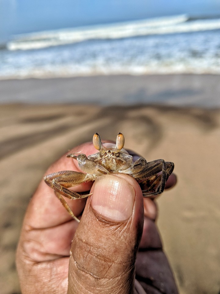 Crab