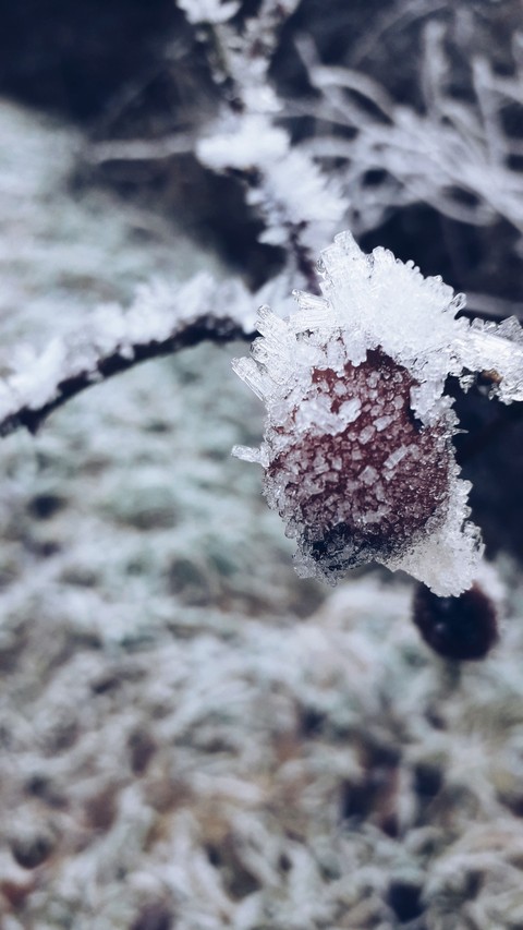 Frozen
