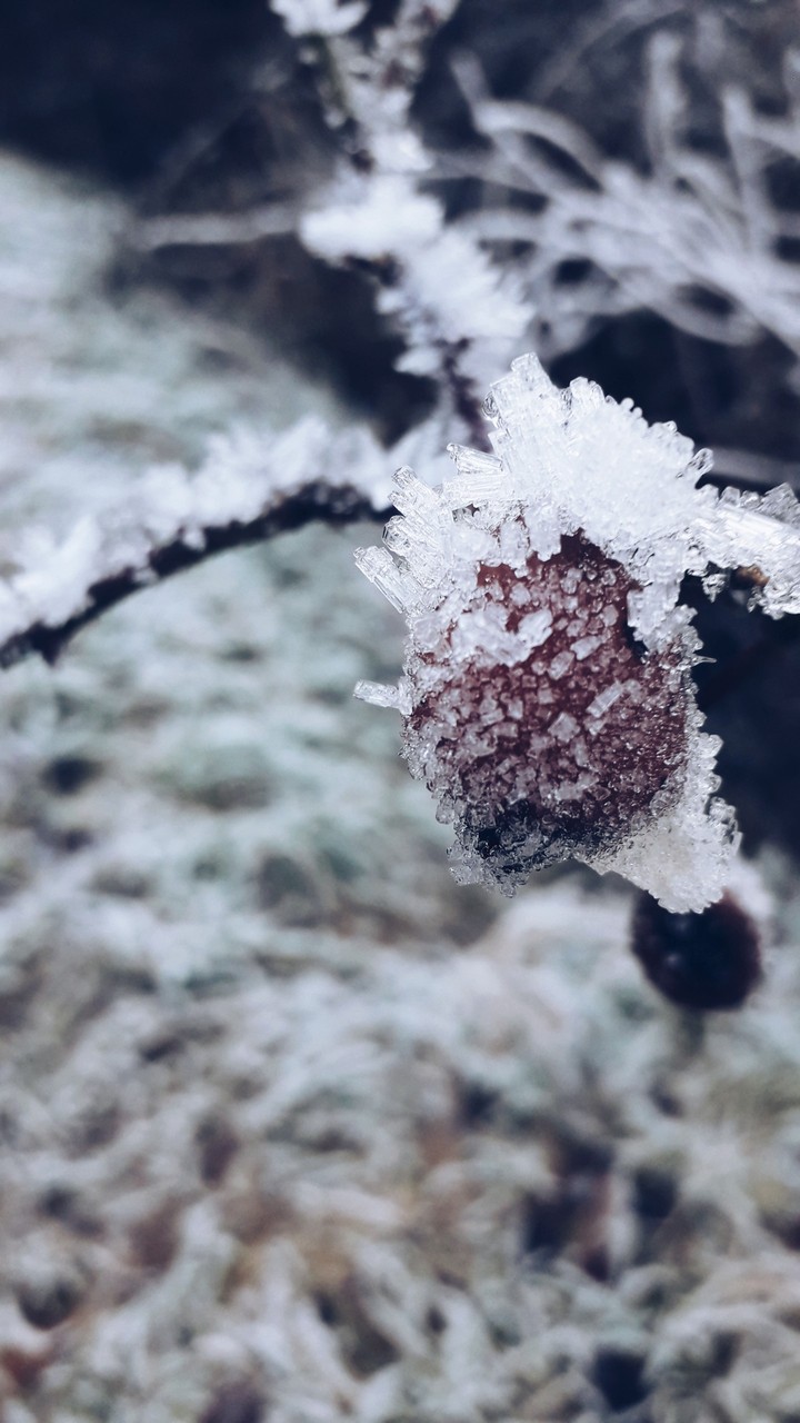 Frozen