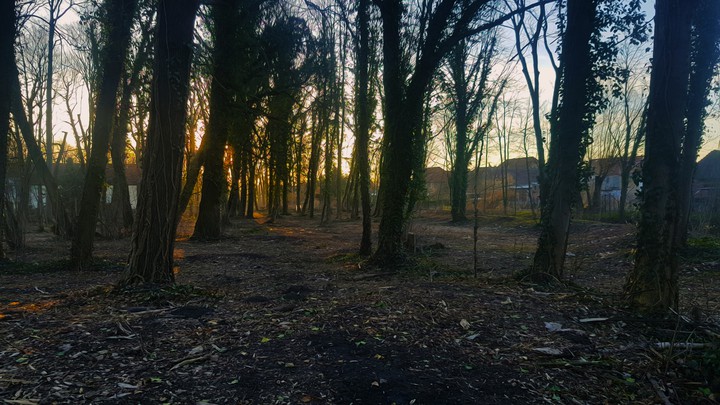 Sonnenaufgang im wald