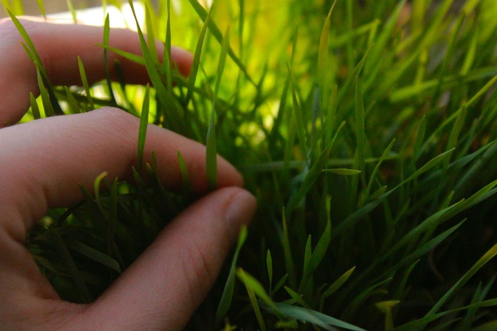 grass
