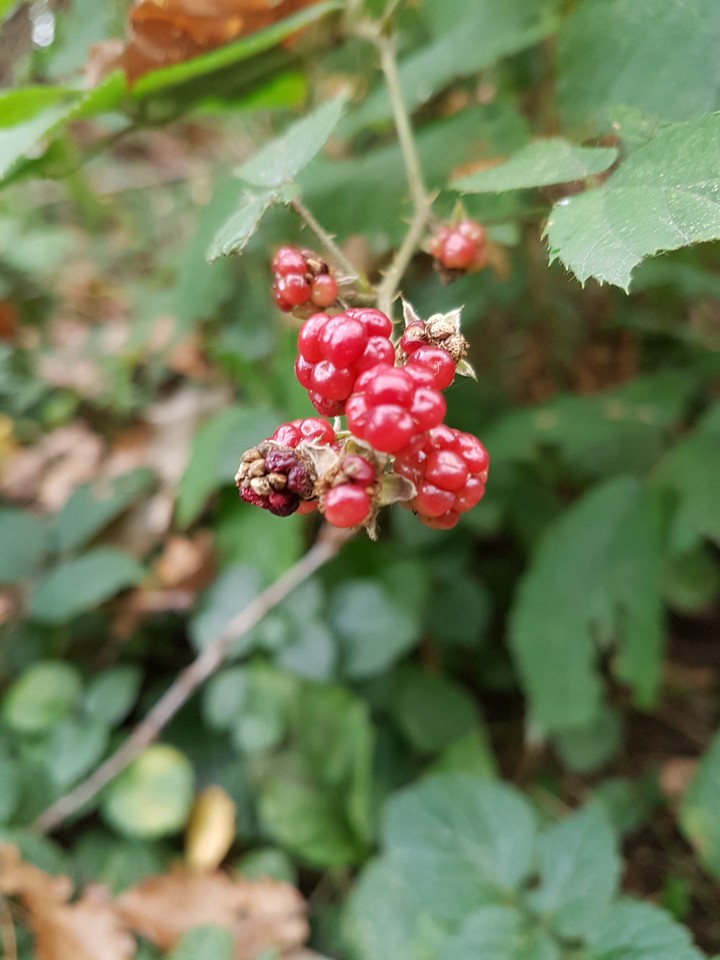 Forest Wild Blackberry