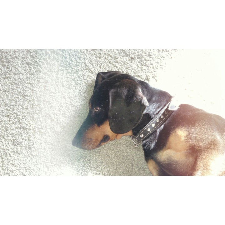 my dog @-@