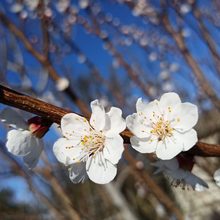 spring