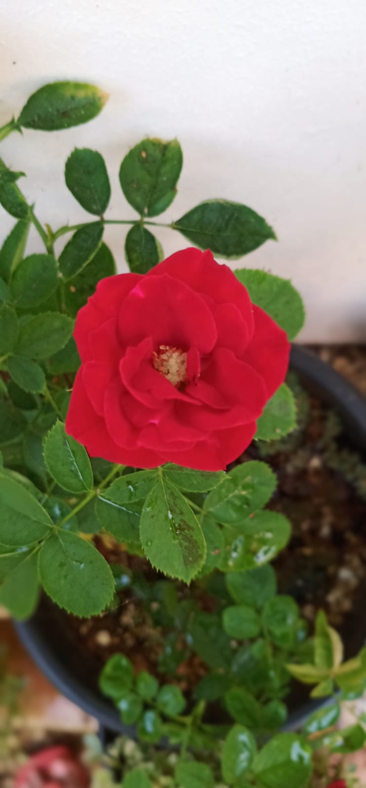 Rose flower