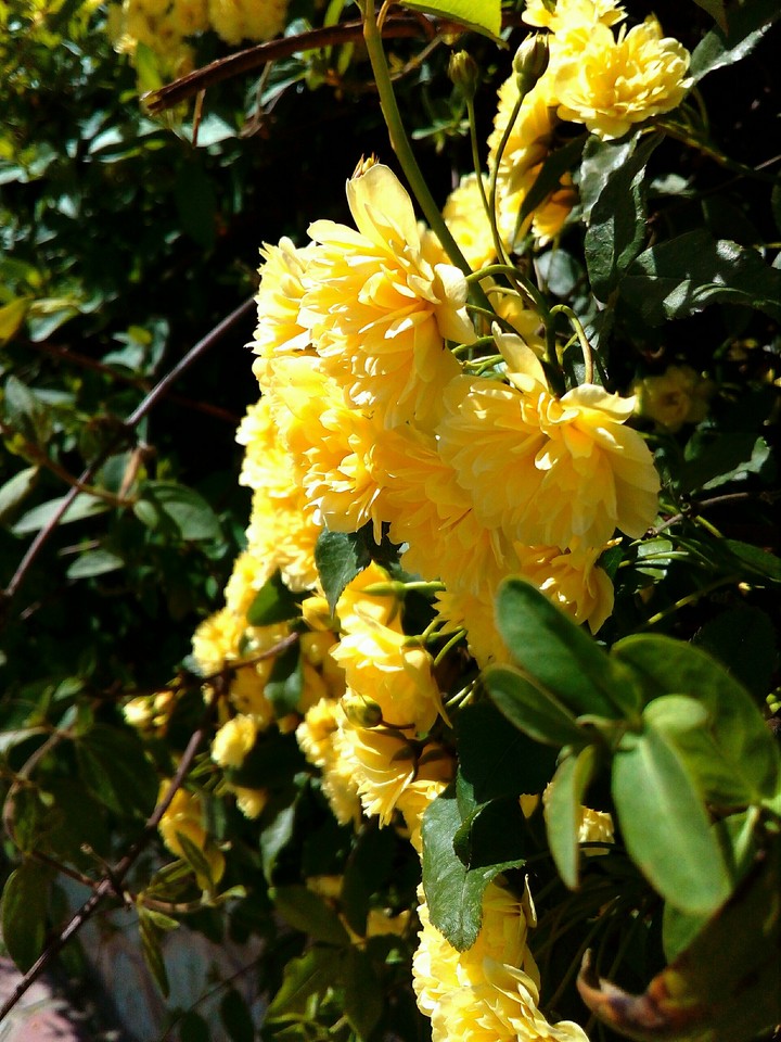 the nice flower