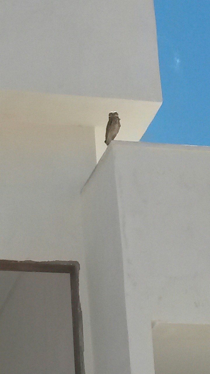 my owl