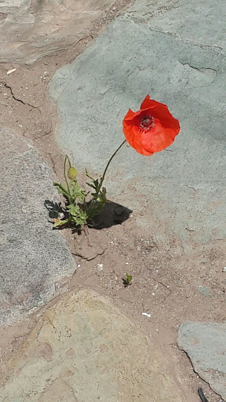papavero