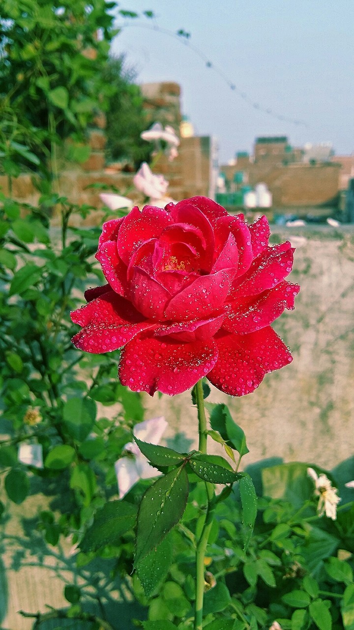 Drops on Rose