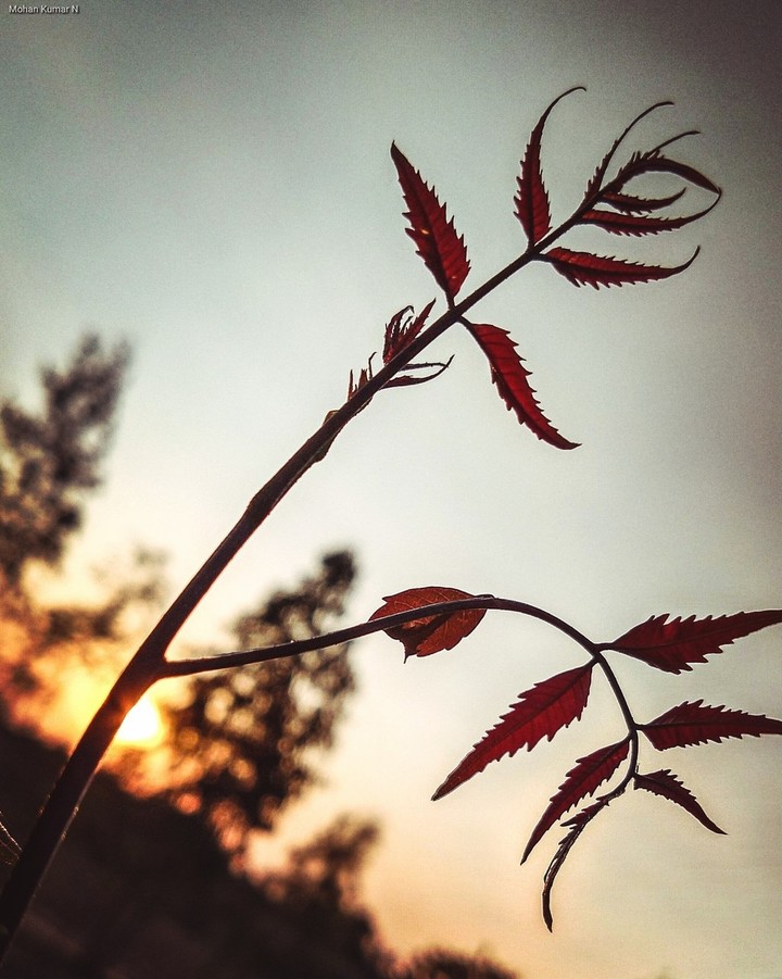 neem leaves during sunset