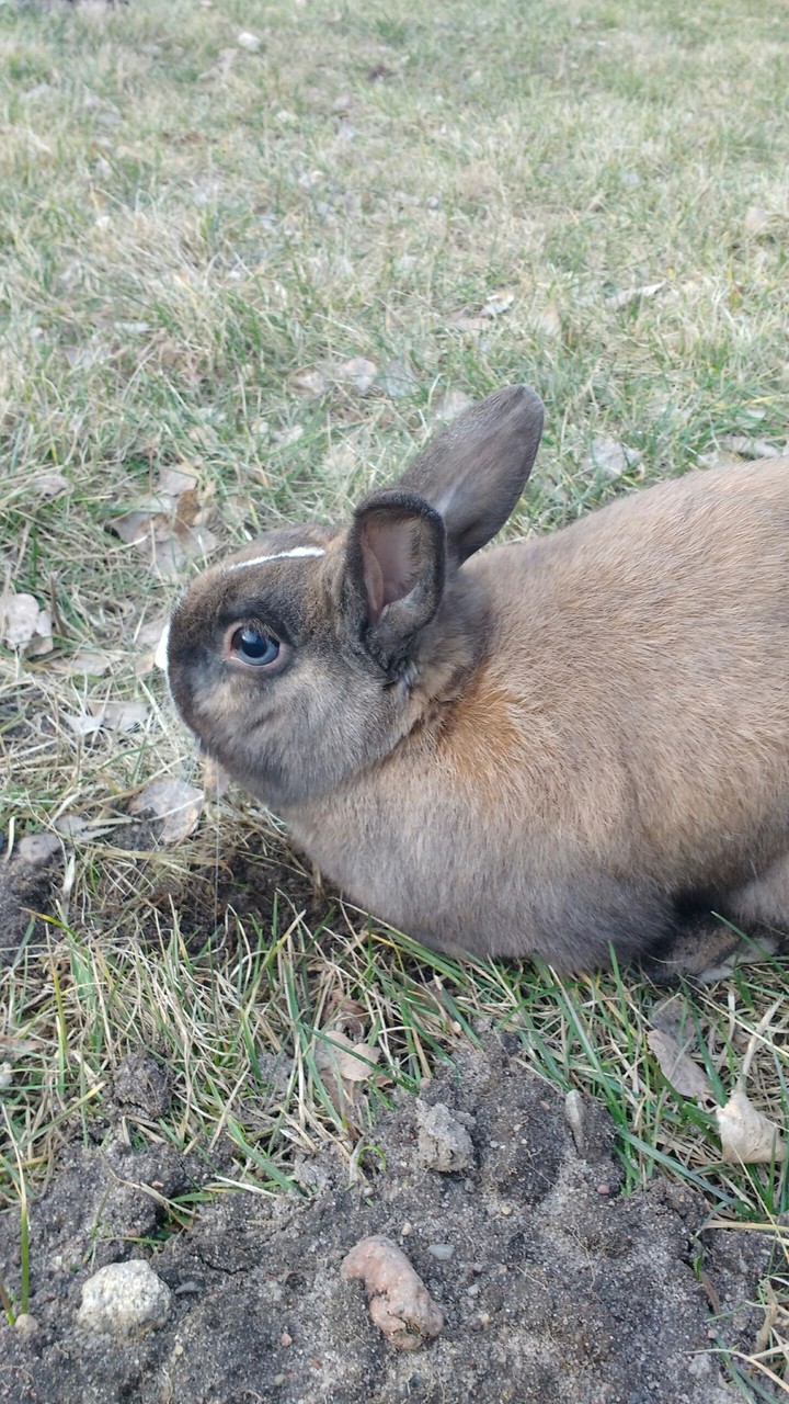 Rabbit:)