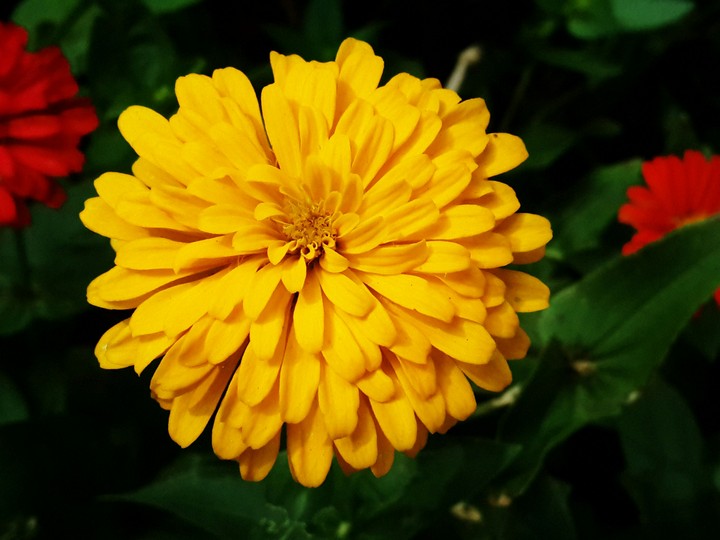 bright flower