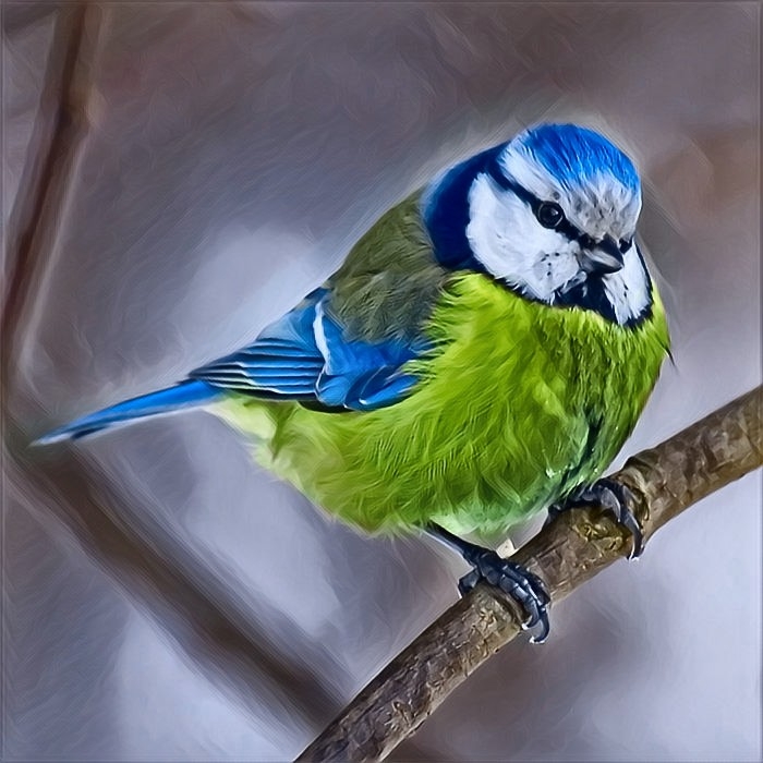 Bird ?