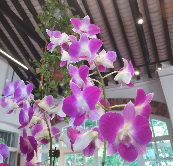 orchids