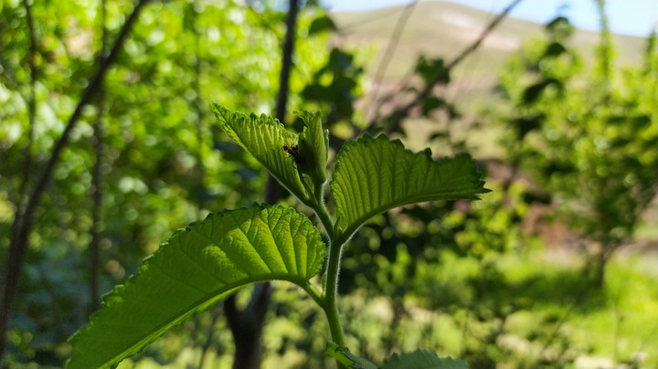 Nature