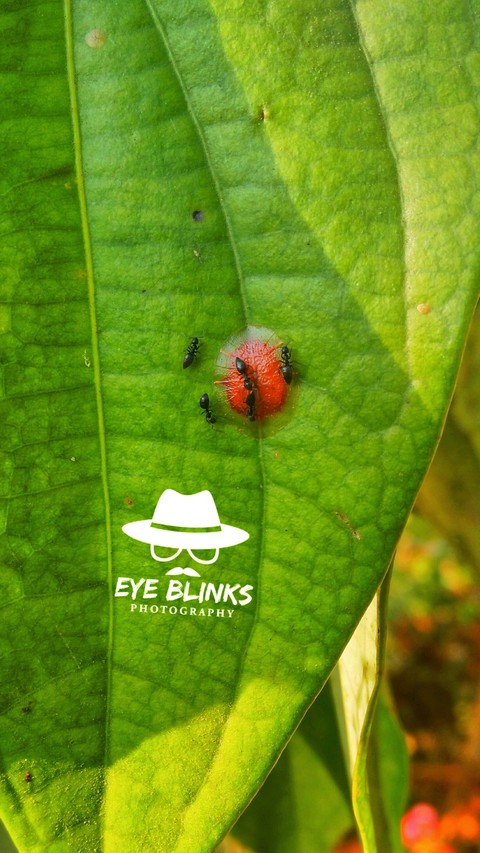 ants