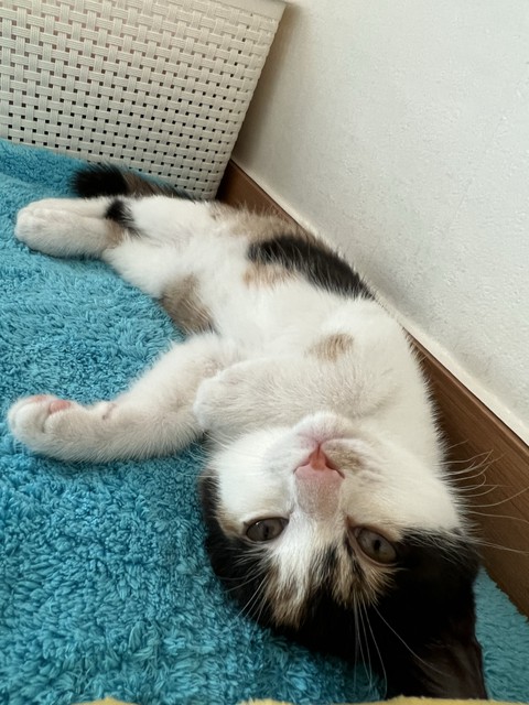 papéis de parede foot, cat