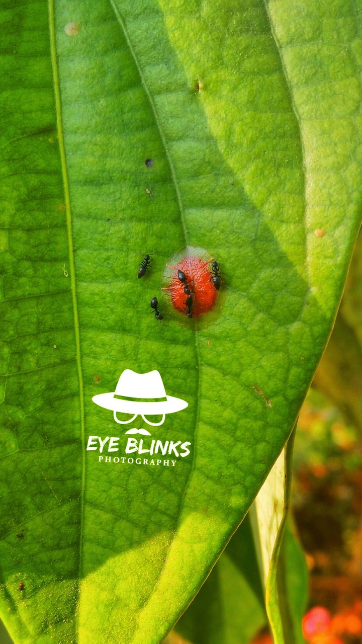 ants
