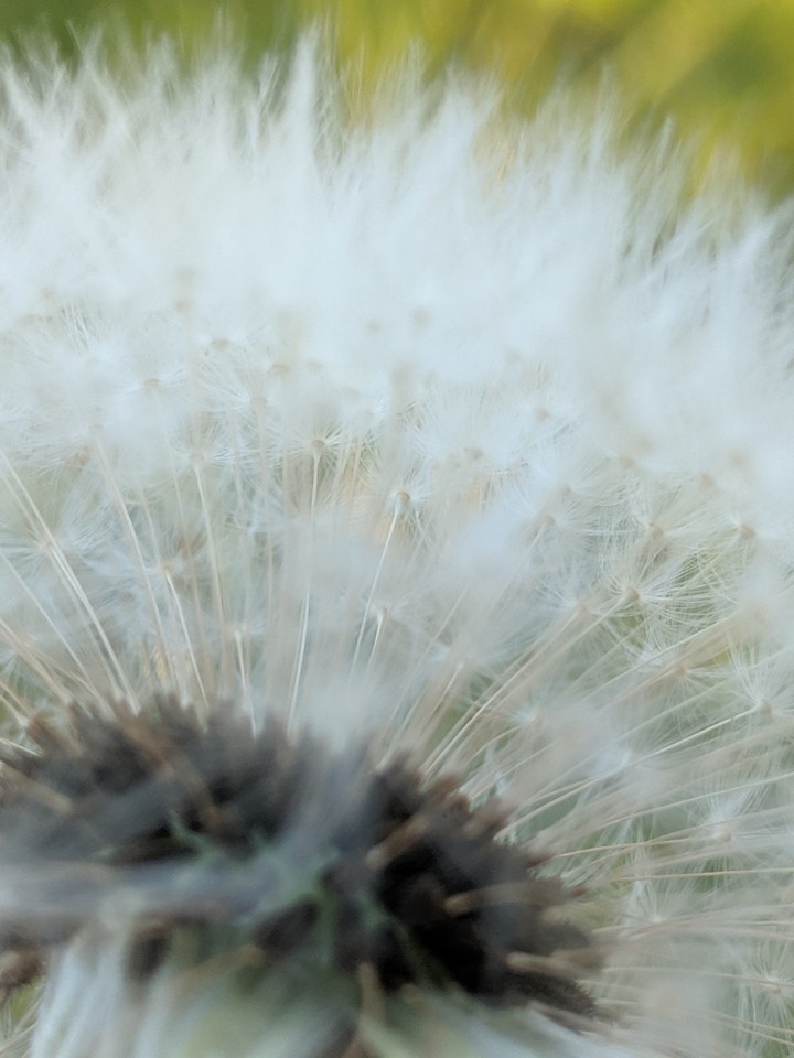 Dandelion