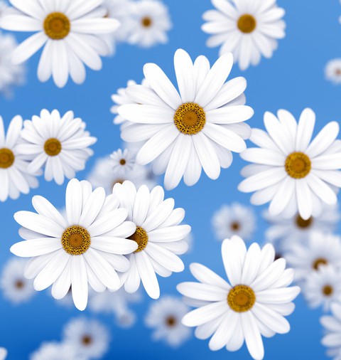 sfondi daisy, flower