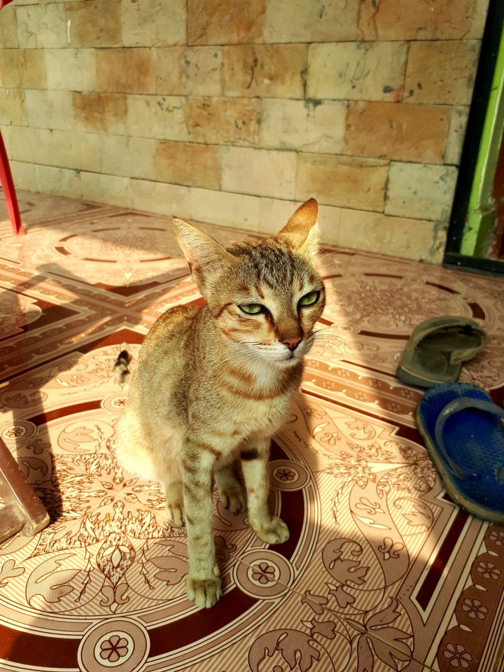 cat