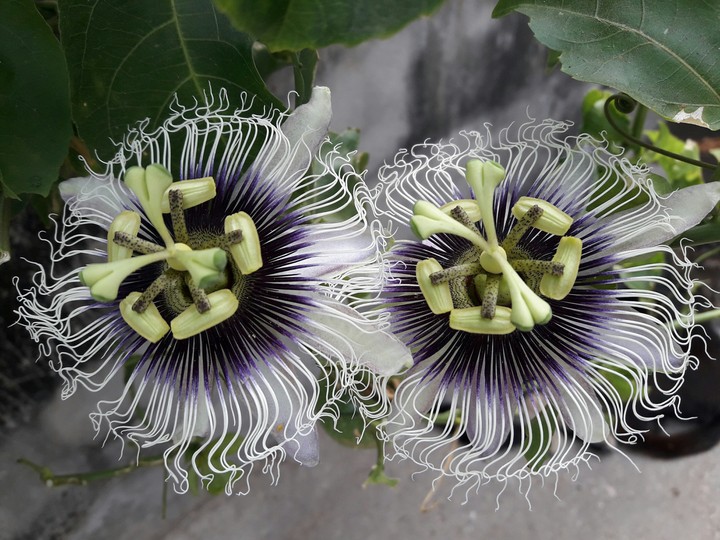 flores de maracuya