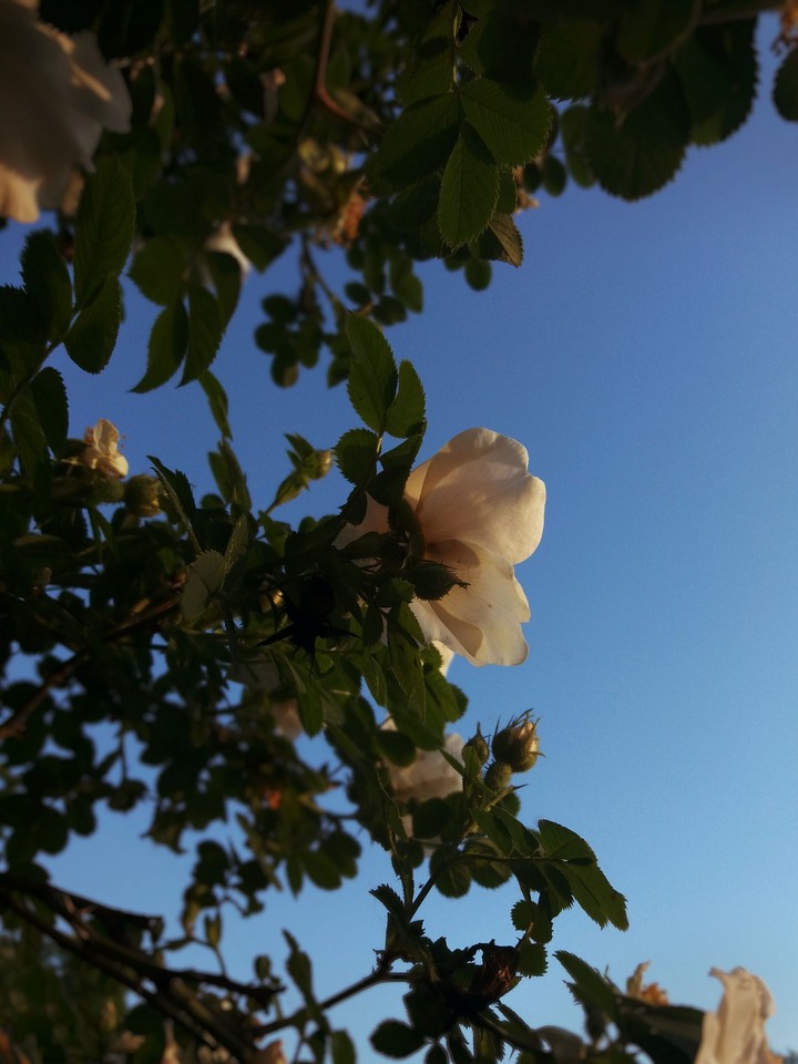 The wild roses