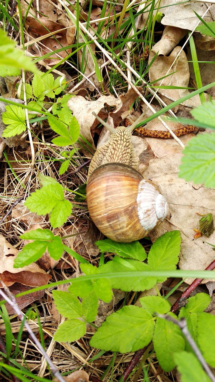 Snail