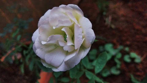 White Rose