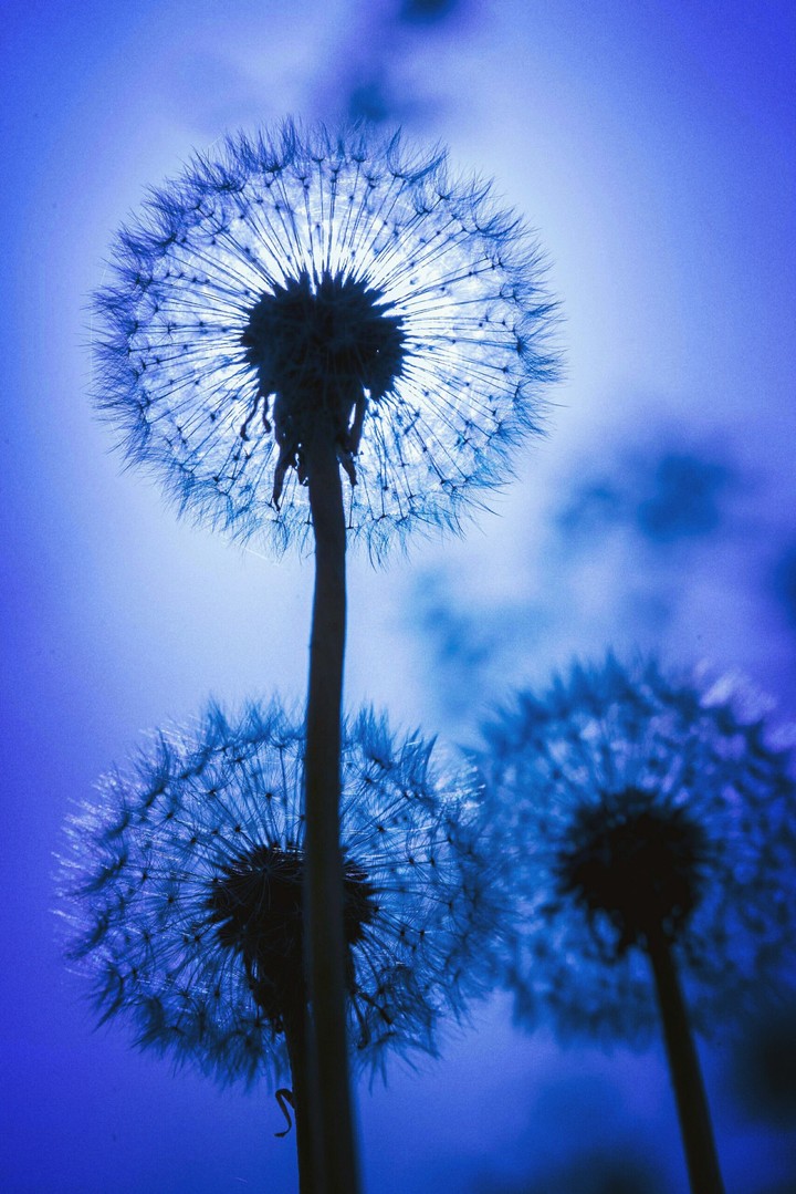 Dandelion