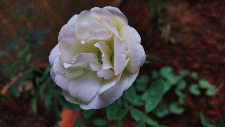 White Rose