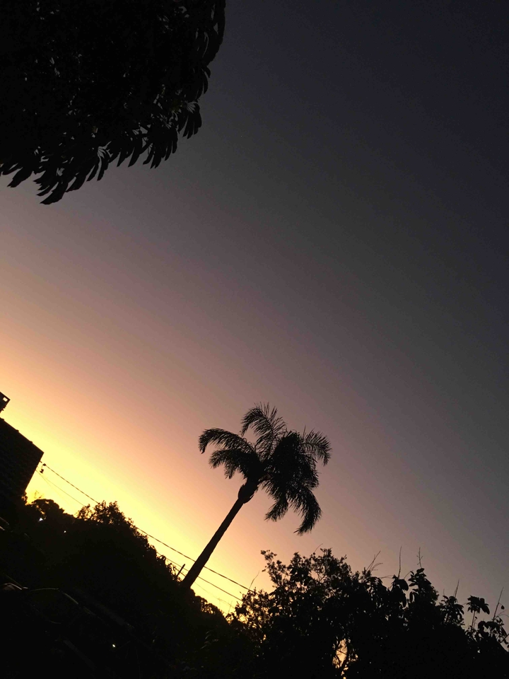 palm tree