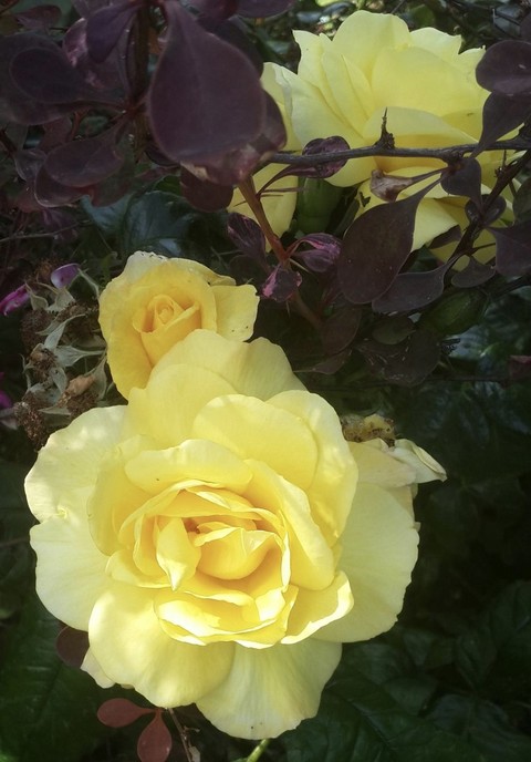 sfondi Yellow, nature