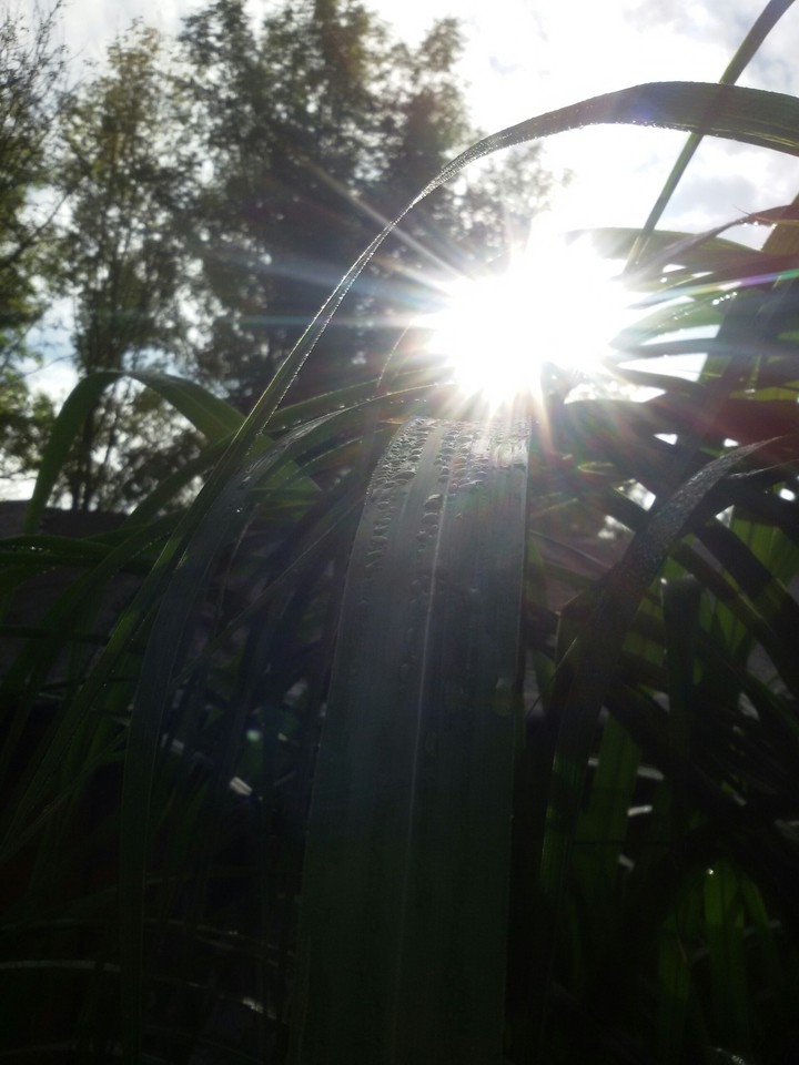 Sonne auf Bambus