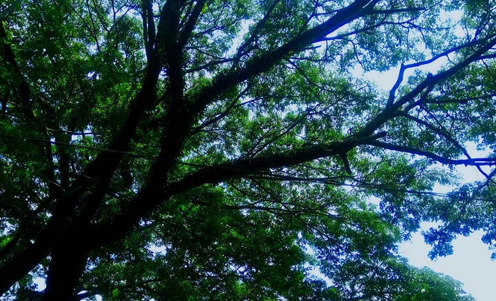 nature therapy