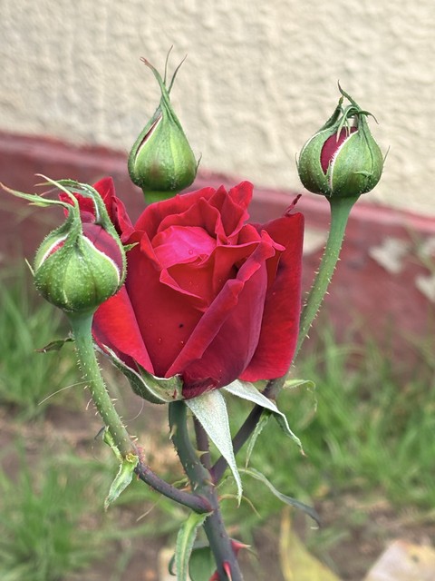 обои Bud, green