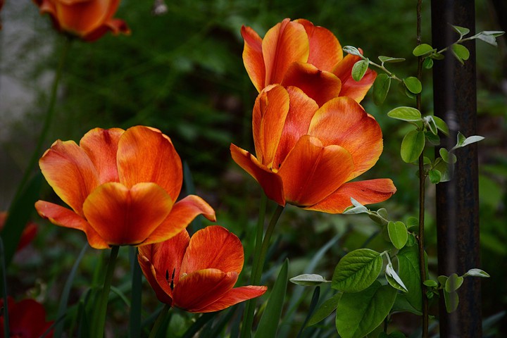 flower
