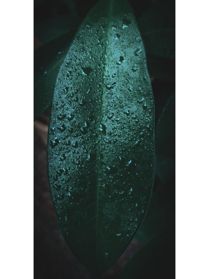 leaf