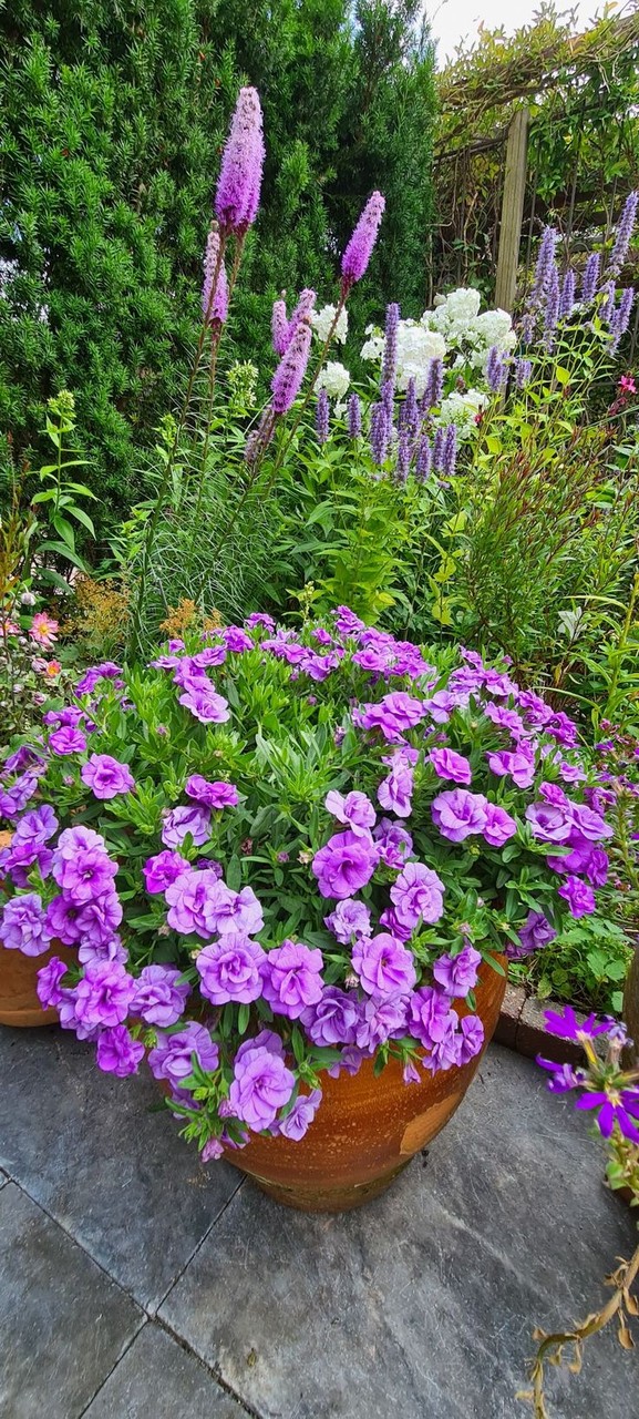 sfondi groundcover, plants