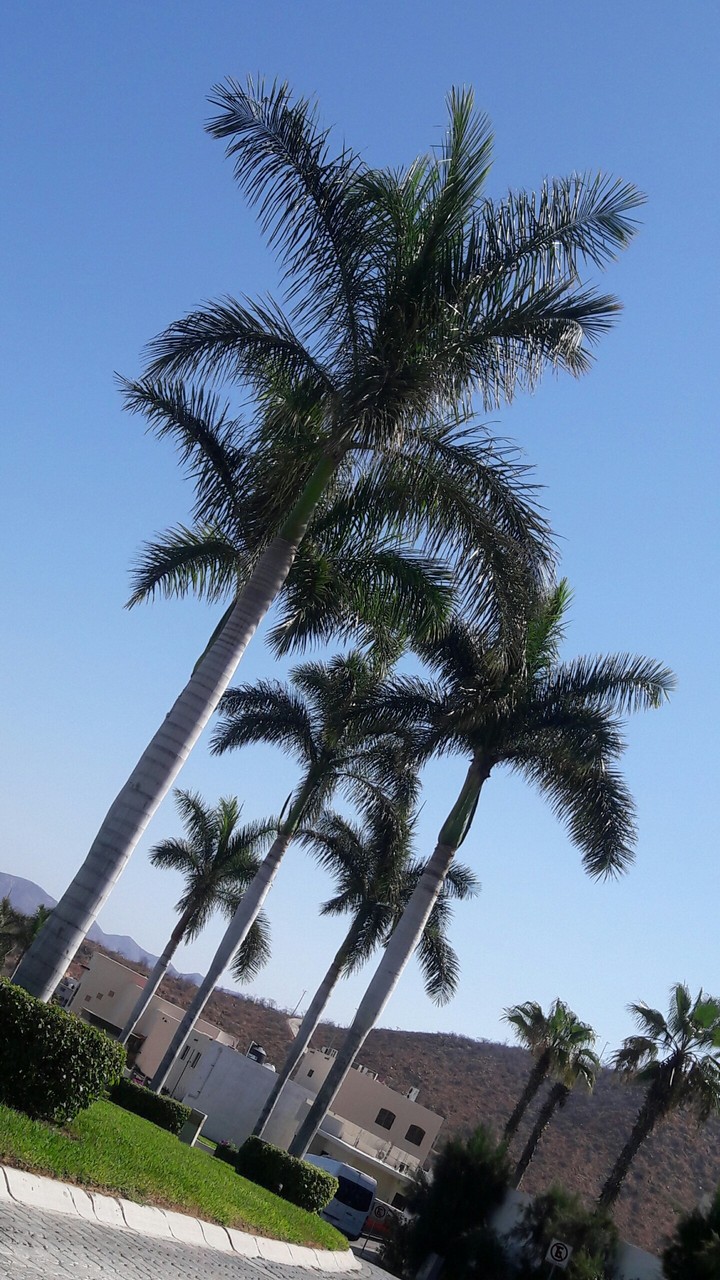 palms