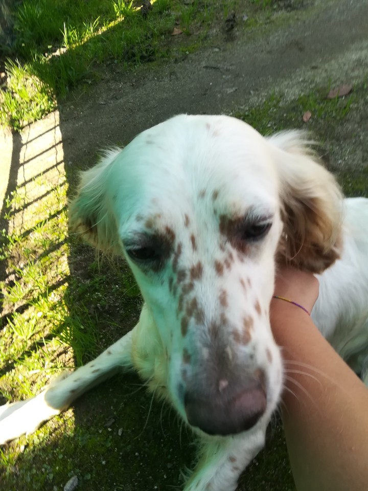 la mia cagnolina