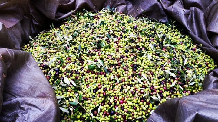 Picking Olives!