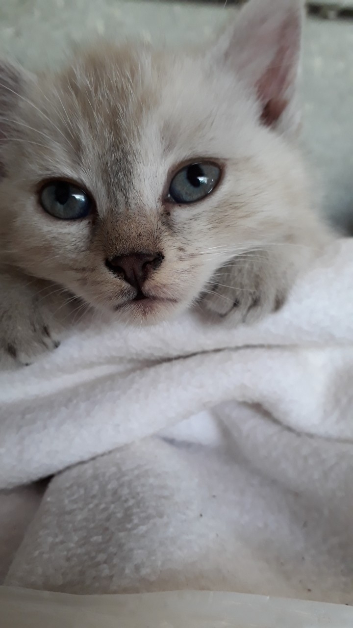 Beautiful chaton