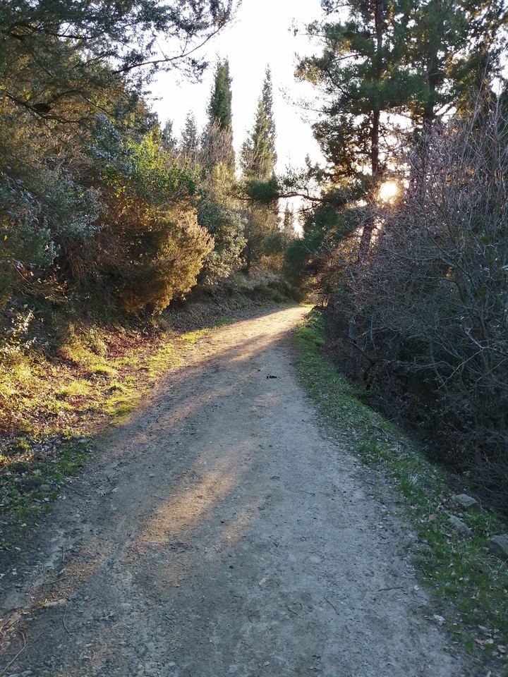 into the woods