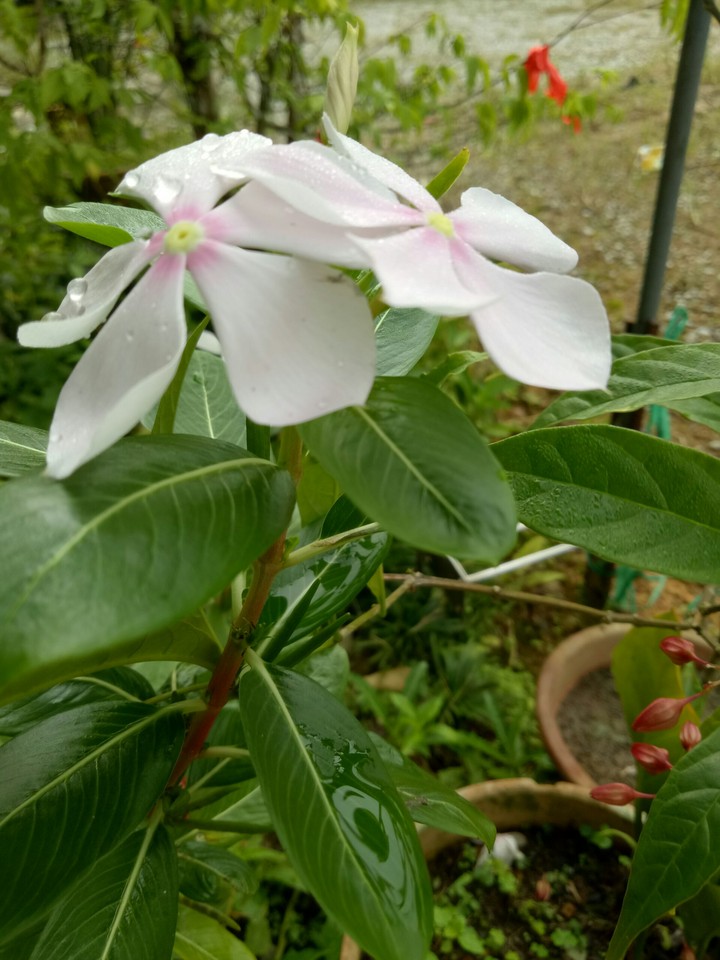 粉粉哒pink pink