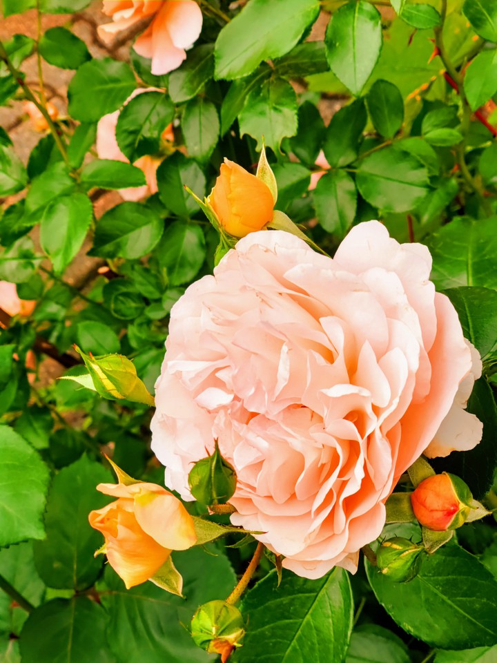Roses