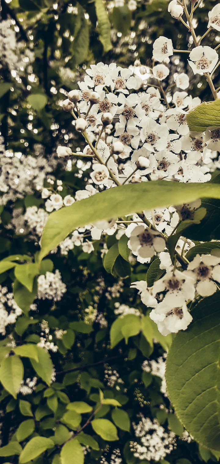 White Blossom Touch