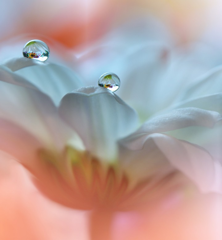delicate flower